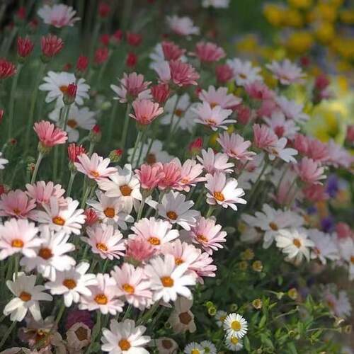 摩洛哥雏菊杏子果酱开花机器