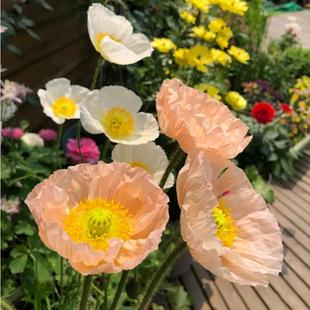 冰岛虞美人花苗盆栽带花苞四季开花阳台庭院花卉耐寒好养活植物