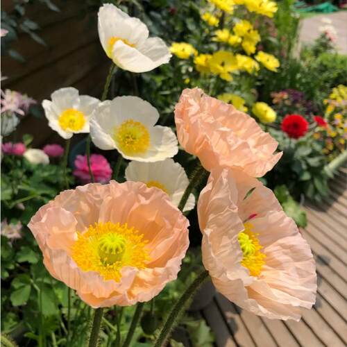 阳台庭院花卉耐寒好养活植物