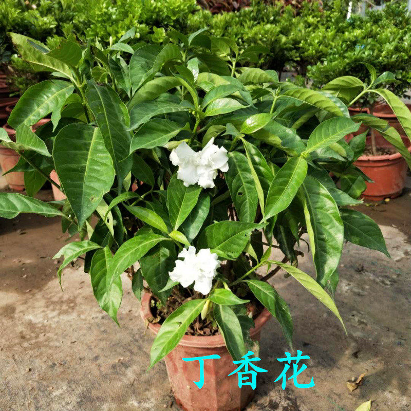 丁香花盆栽带花苞 阳台庭院花卉四季常绿观花植物好养 狗牙花树苗