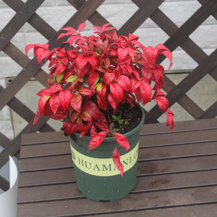 南天竹树苗盆栽常绿灌木红叶火焰