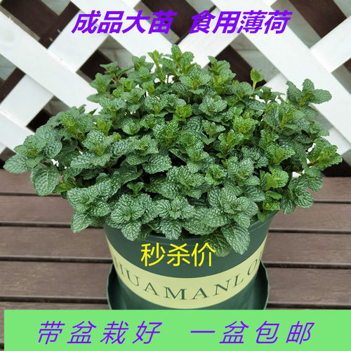 柠檬罗勒食用植物包邮新鲜薄荷叶