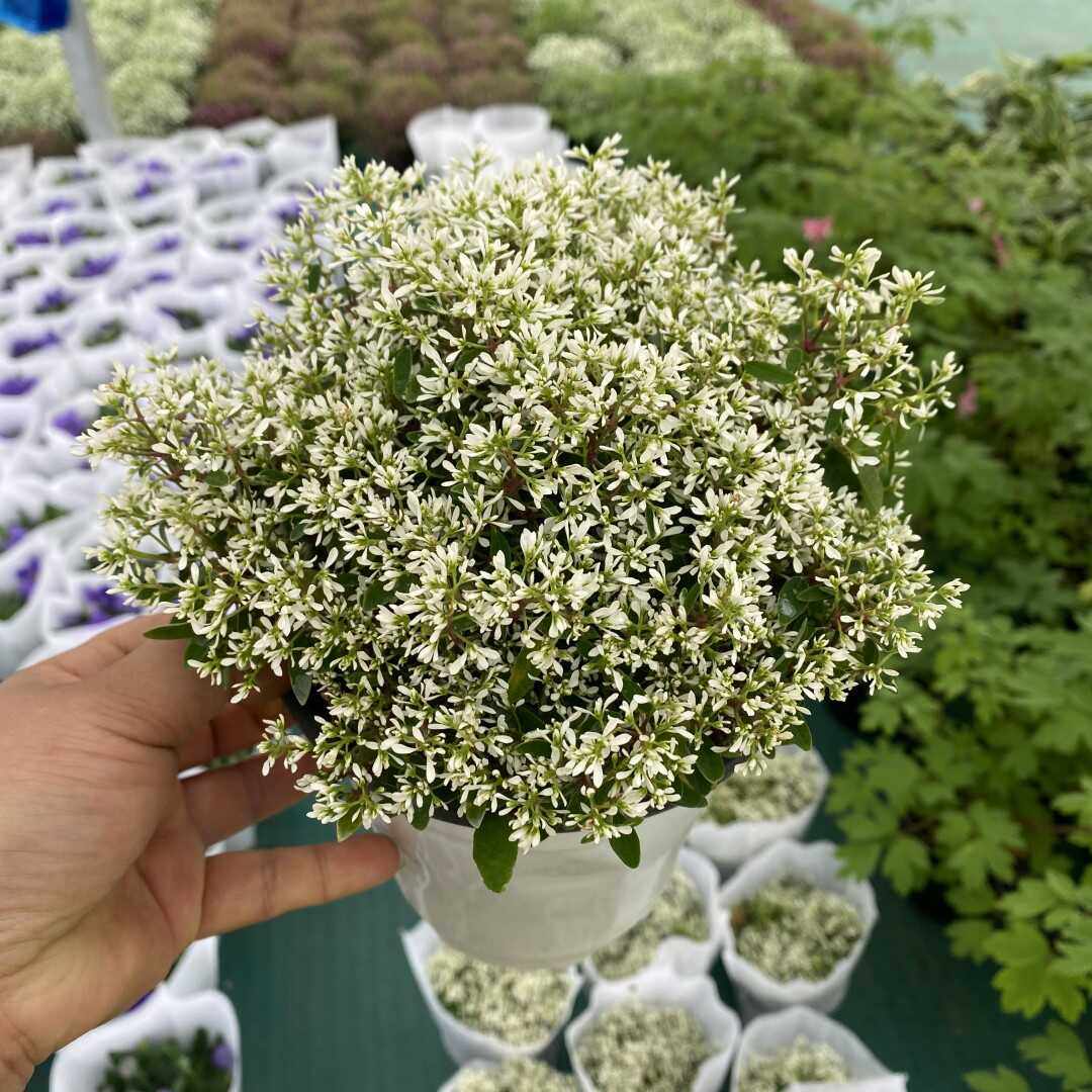 禾叶大戟圣诞白雪花苗重瓣飘雪阳台庭院多年生花期长好养易爆盆栽