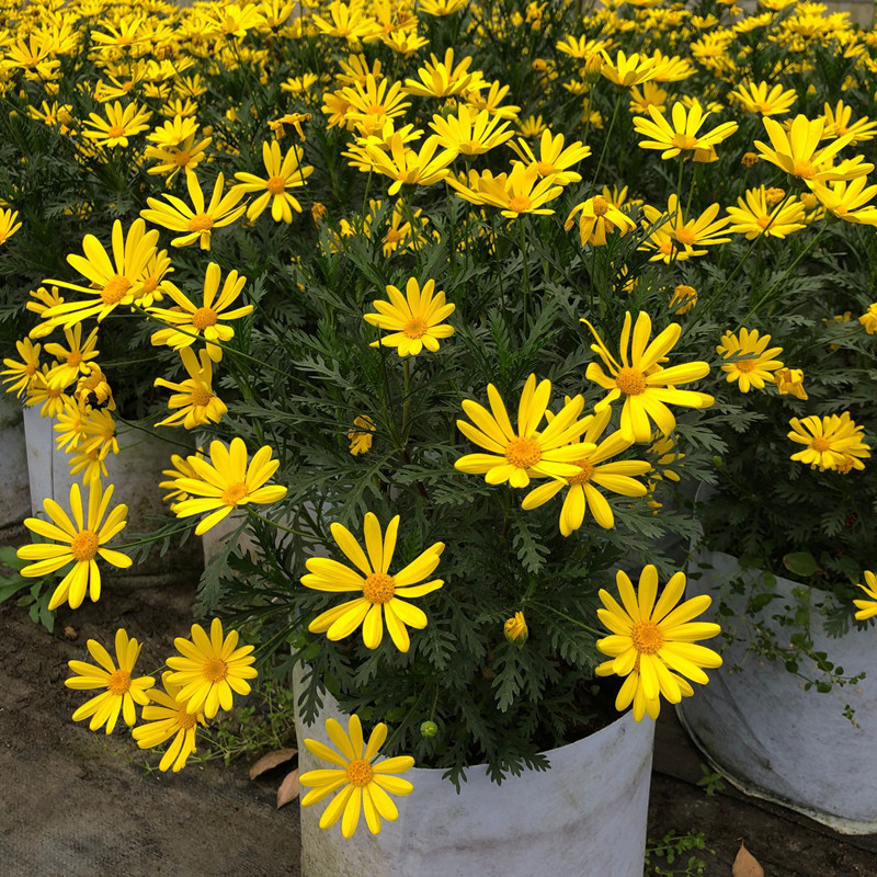黄金菊盆栽玛格丽特室外四季包邮