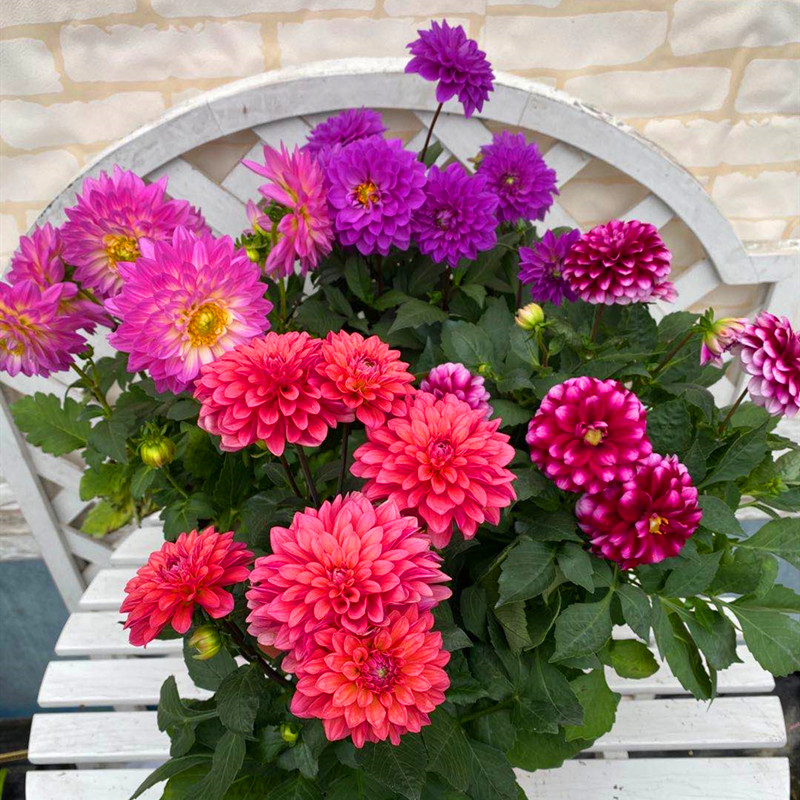 小丽花盆栽菊花苗带花重瓣小丽菊阳台庭院花卉观花植物大丽菊包邮