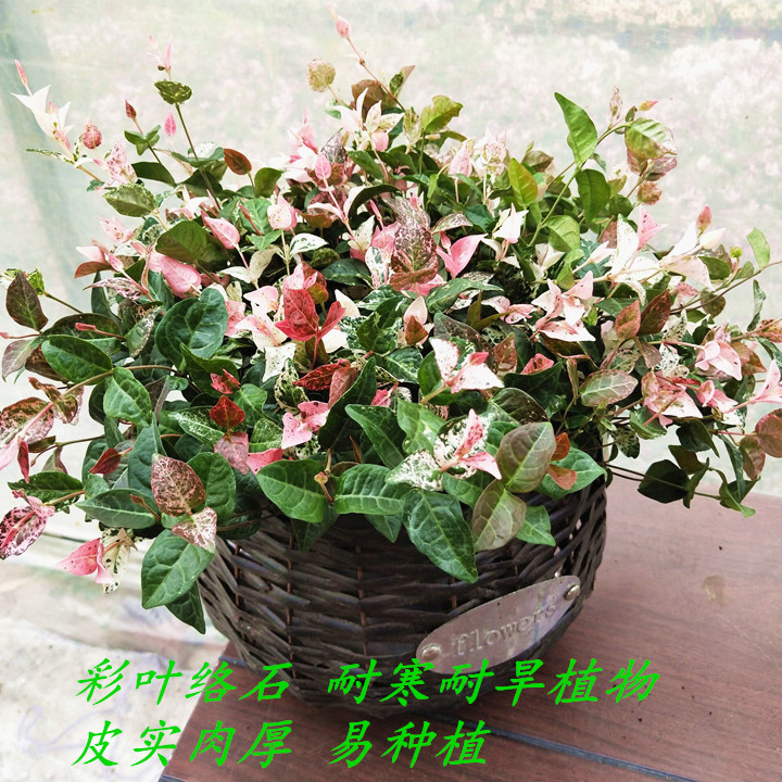 五彩洛石阳台庭院黄金苗包绿植