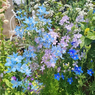 细叶小花飞燕草盆栽庭院阳台花卉多年生耐热易养带花苞 花镜植物