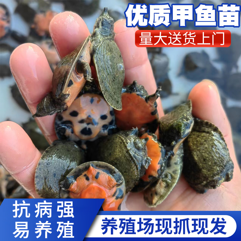 小甲鱼苗外塘生态养殖水鱼中华鳖王八团鱼批发甲鱼包邮