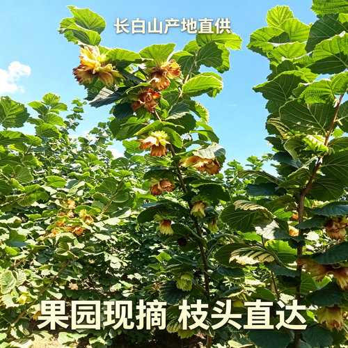 新鲜榛子坚果水仁大榛子2斤送钳