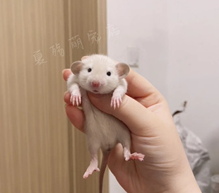 飞象耳花枝鼠活物宠物亲人幼鼠暹罗卷毛正脸哈士奇仓鼠家养包邮