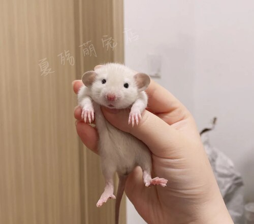 飞象耳花枝鼠活物宠物亲人幼鼠暹罗卷毛正脸哈士奇仓鼠家养包邮