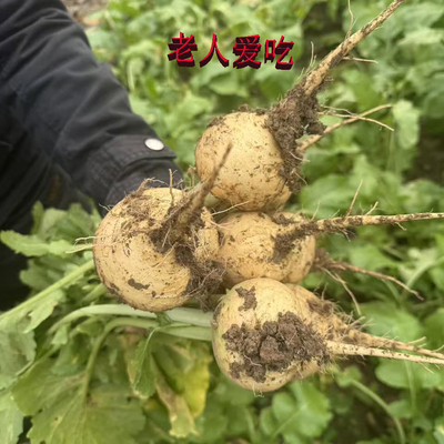 小米粥搭档老人爱吃的老疙瘩蔓菁