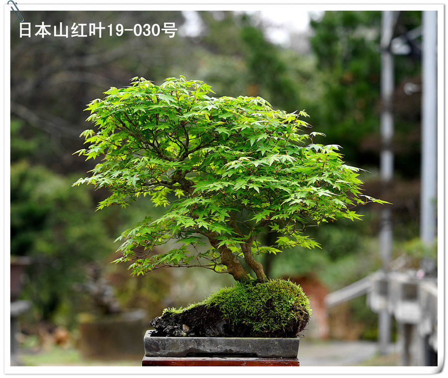 仁亿盆景园/日本山红叶盆景 日本进口盆景 日本盆景/19-030