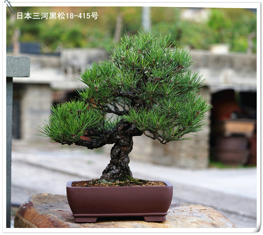 仁亿盆景园/日本三河黑松  日本进口三河黑松/18-415