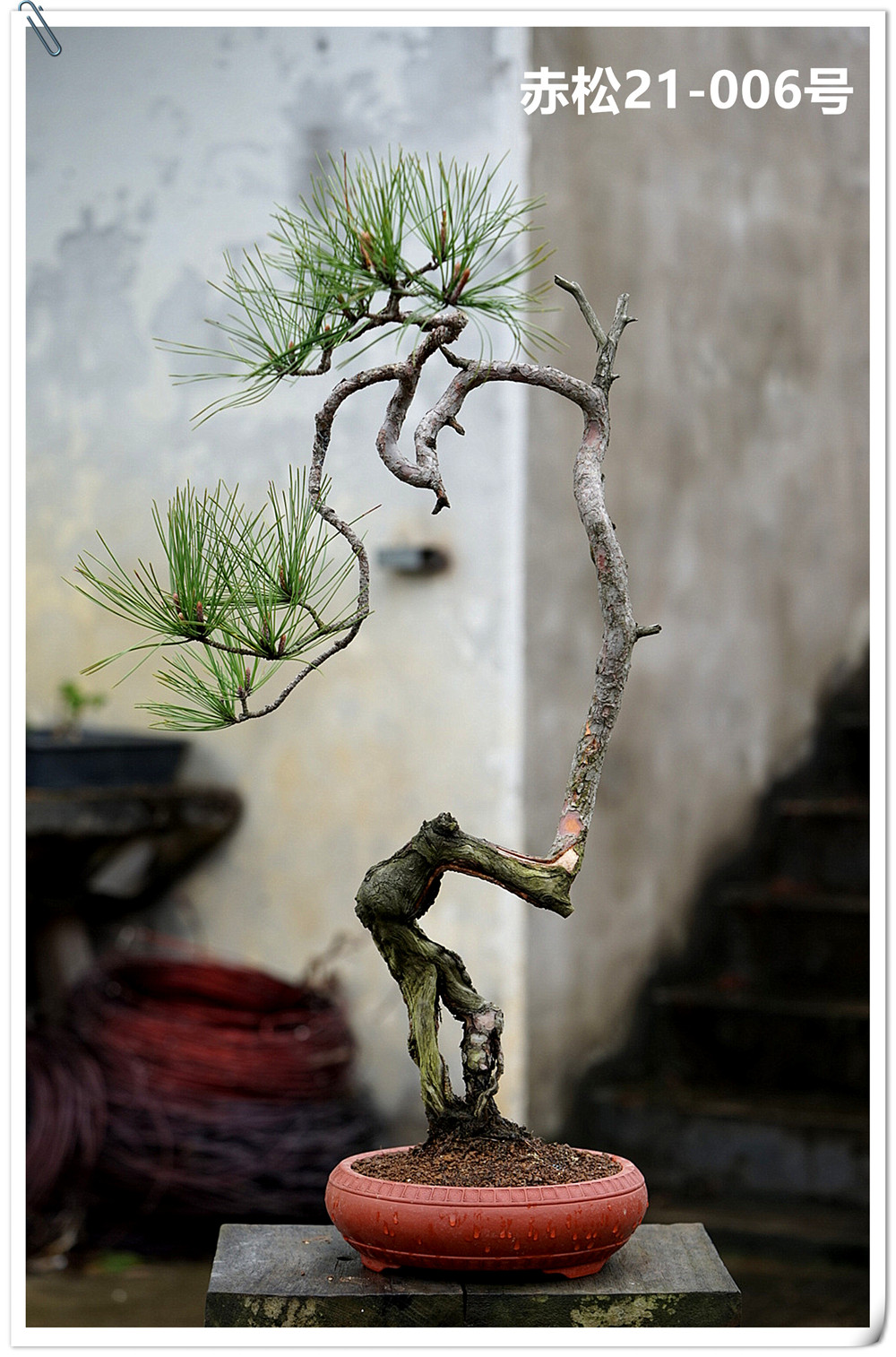 仁亿盆景园/国产赤松盆景 山采赤松盆景 盆养多年赤松盆景/21-006
