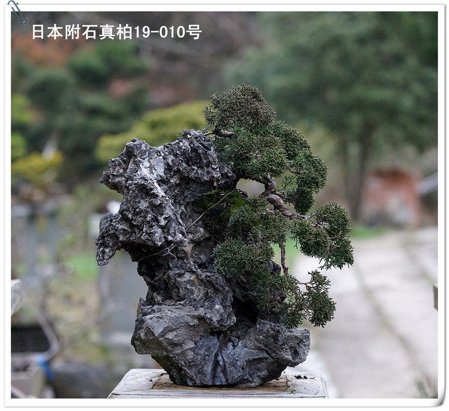 仁亿盆景园/日本进口系鱼川真柏盆景 日本附石系鱼川真柏/19-010