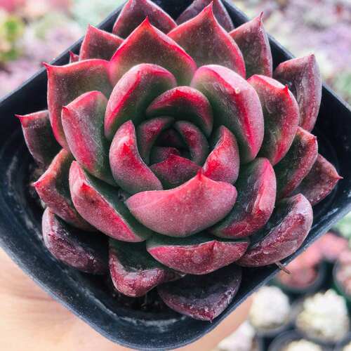 多肉植物冬云素材模板 多肉植物冬云图片下载 小麦优选