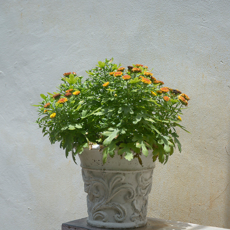 欧式手工红陶粗陶白色做旧藤蔓雕花器花园庭院绿植花卉种植花盆