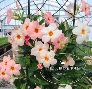 双腺藤飘香藤桃色日出大花飘香爬藤植物耐晒花量大好养白色杏黄色