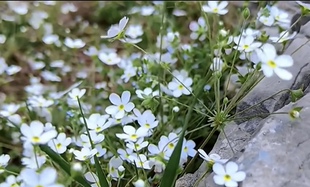 点地梅点点繁星花量大耐寒好手盆栽花园阳台草本白花草