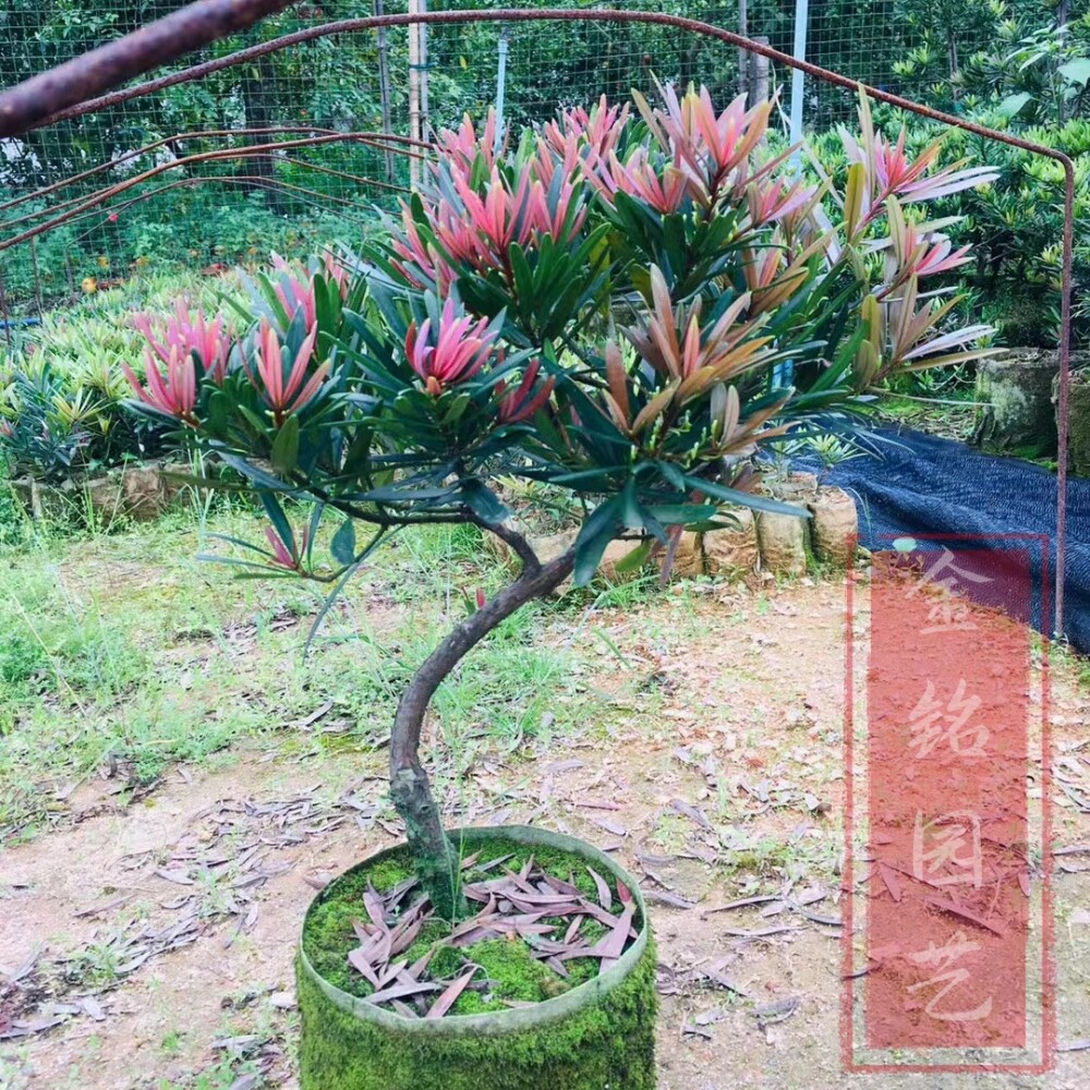 海岛罗汉松小叶红芽台湾金钻菊花心四季红太子妃紫真趣罗汉松绿植