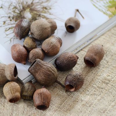 咕嘟果进口植物干花果实森系干花环门环相框材料圣诞树装饰品