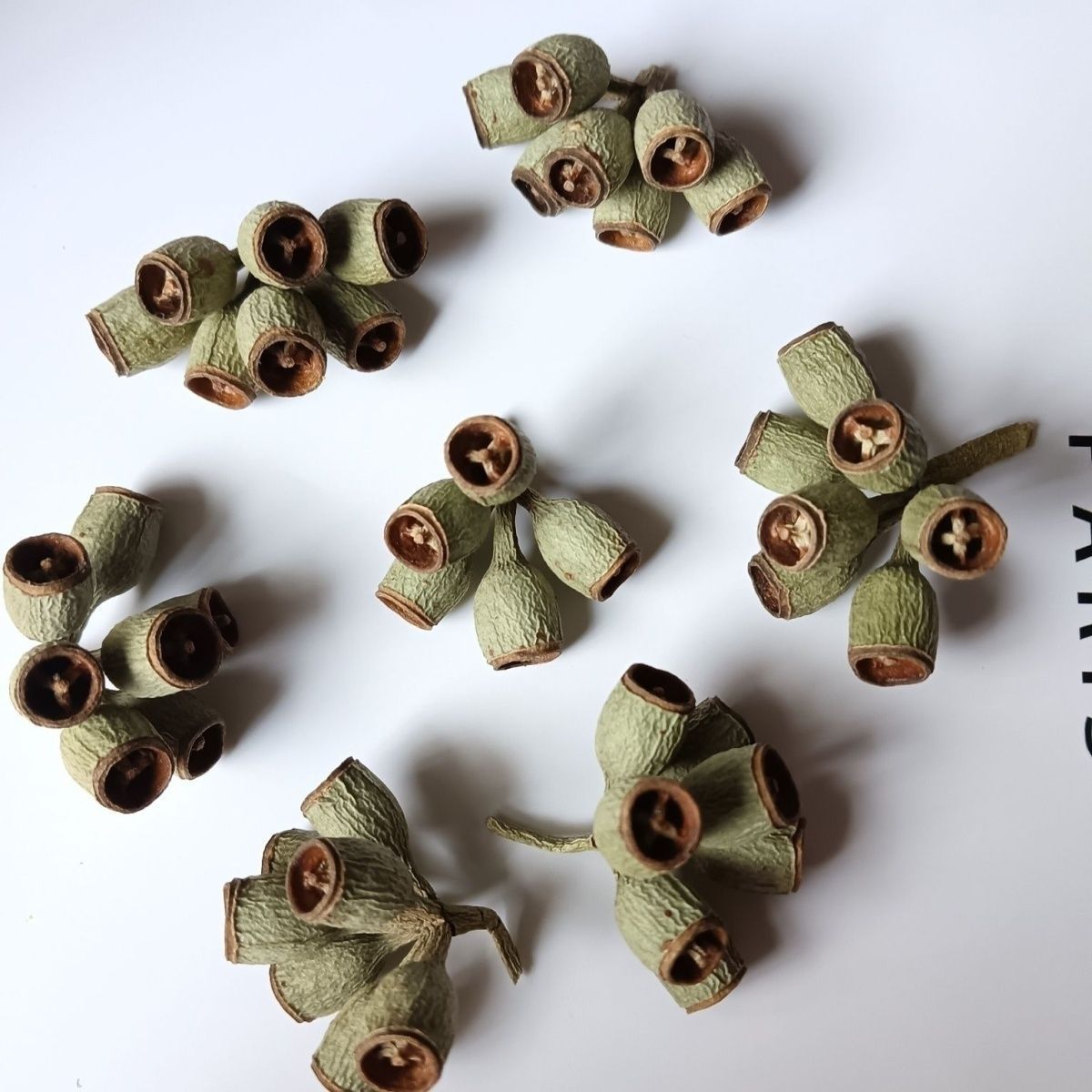 【僵尸果】ins地中海森系北欧风僵尸果桉树尤加利果家居装饰diy