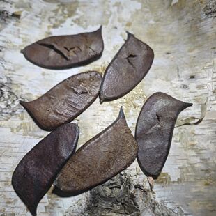 处理鹦鹉音符豆训练磨嘴啃咬玩具鸟玄凤虎皮牡丹天然野果实解闷