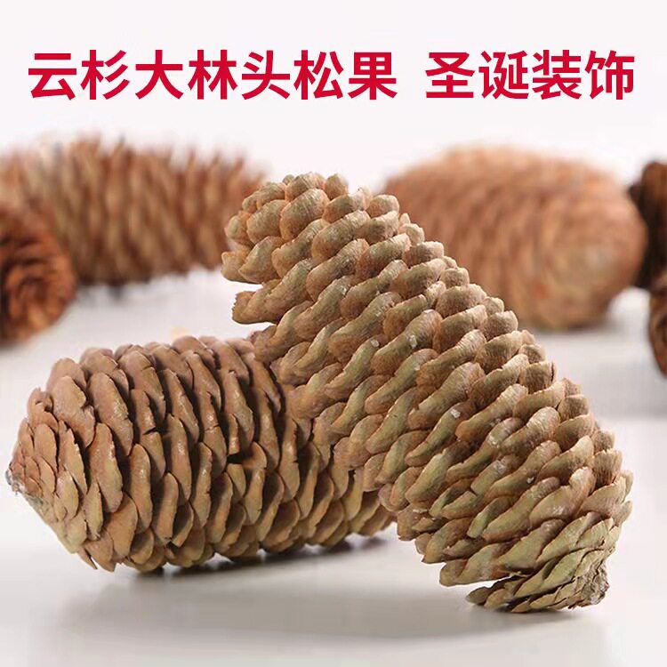 【10个】长松果云杉白松松塔幼儿园手工教学用具diy拍摄道具装饰