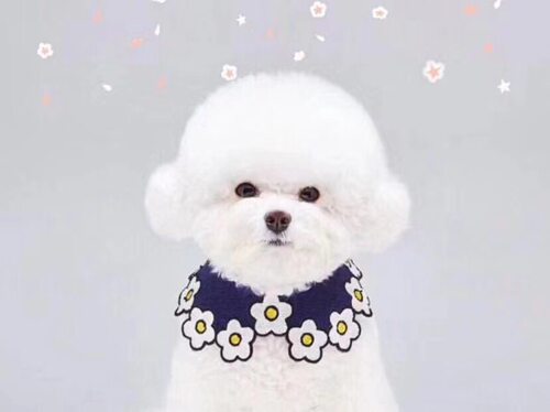 猫狗通用项圈可爱披肩宠物围脖