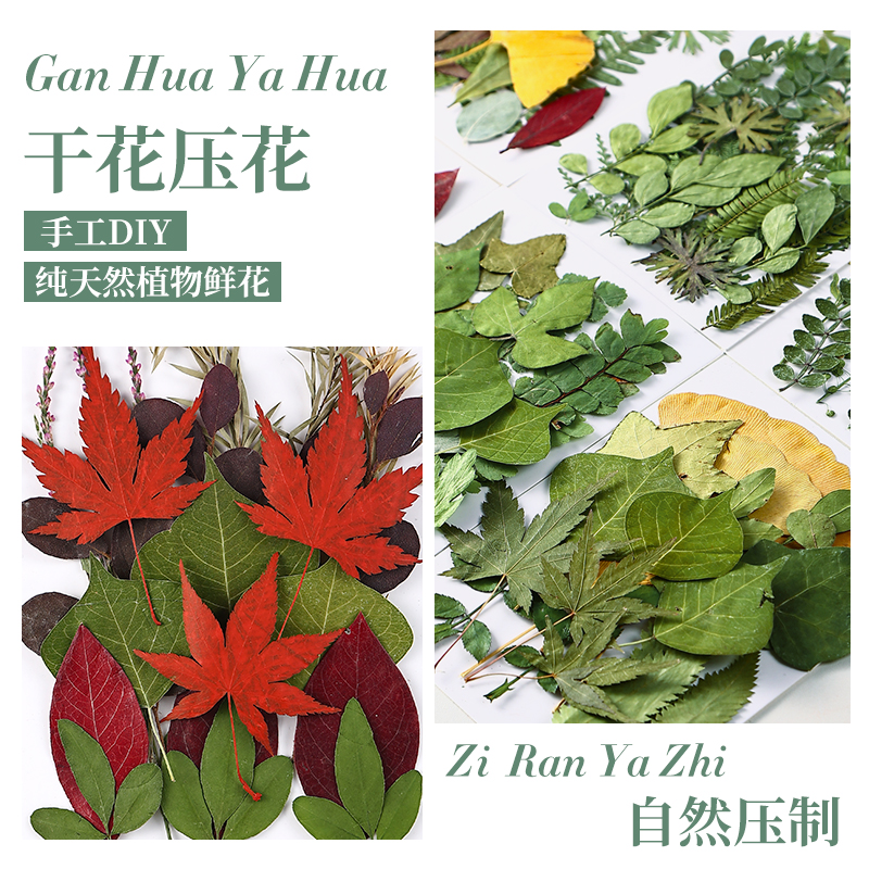 天然真树叶植物标本幼儿园手工贴画儿童diy装饰材料压花学生自然图片