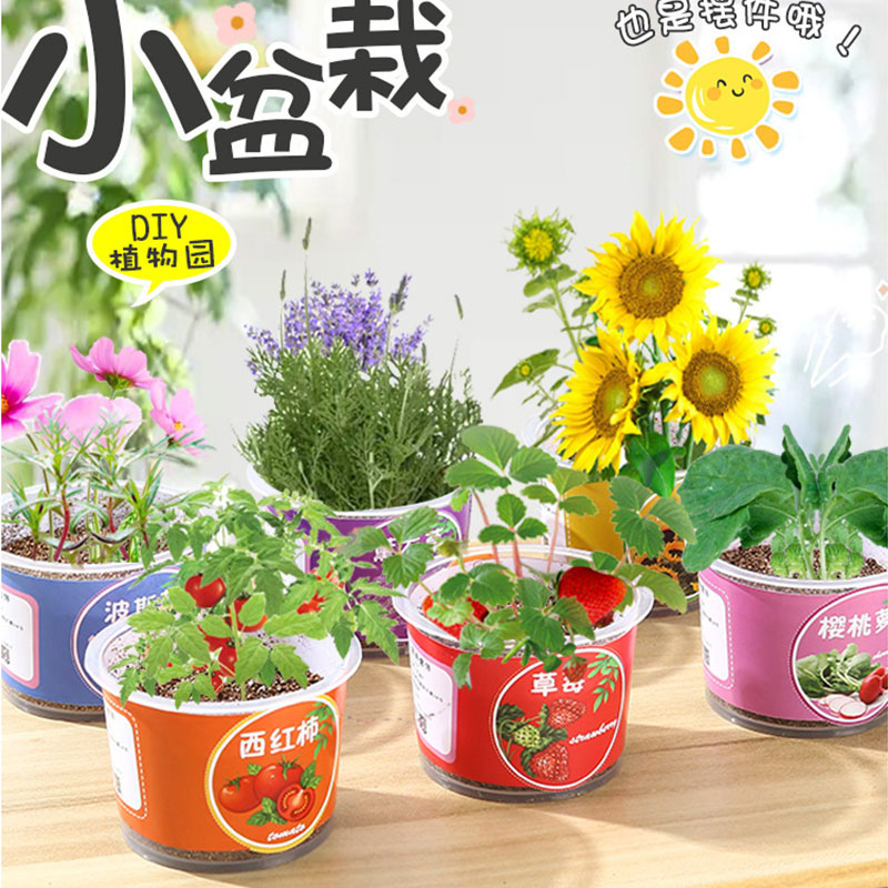 儿童种植小盆栽种植盲盒迷你植物生长观察盒种子阳光房幼儿园实验