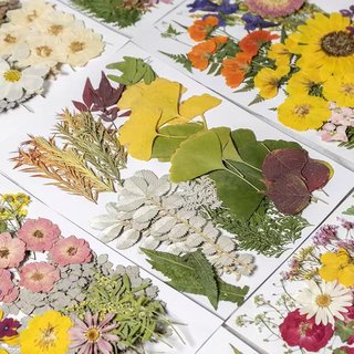 干花植物标本diy树叶手工材料贴画真压花相框滴胶押花瓣书签制作