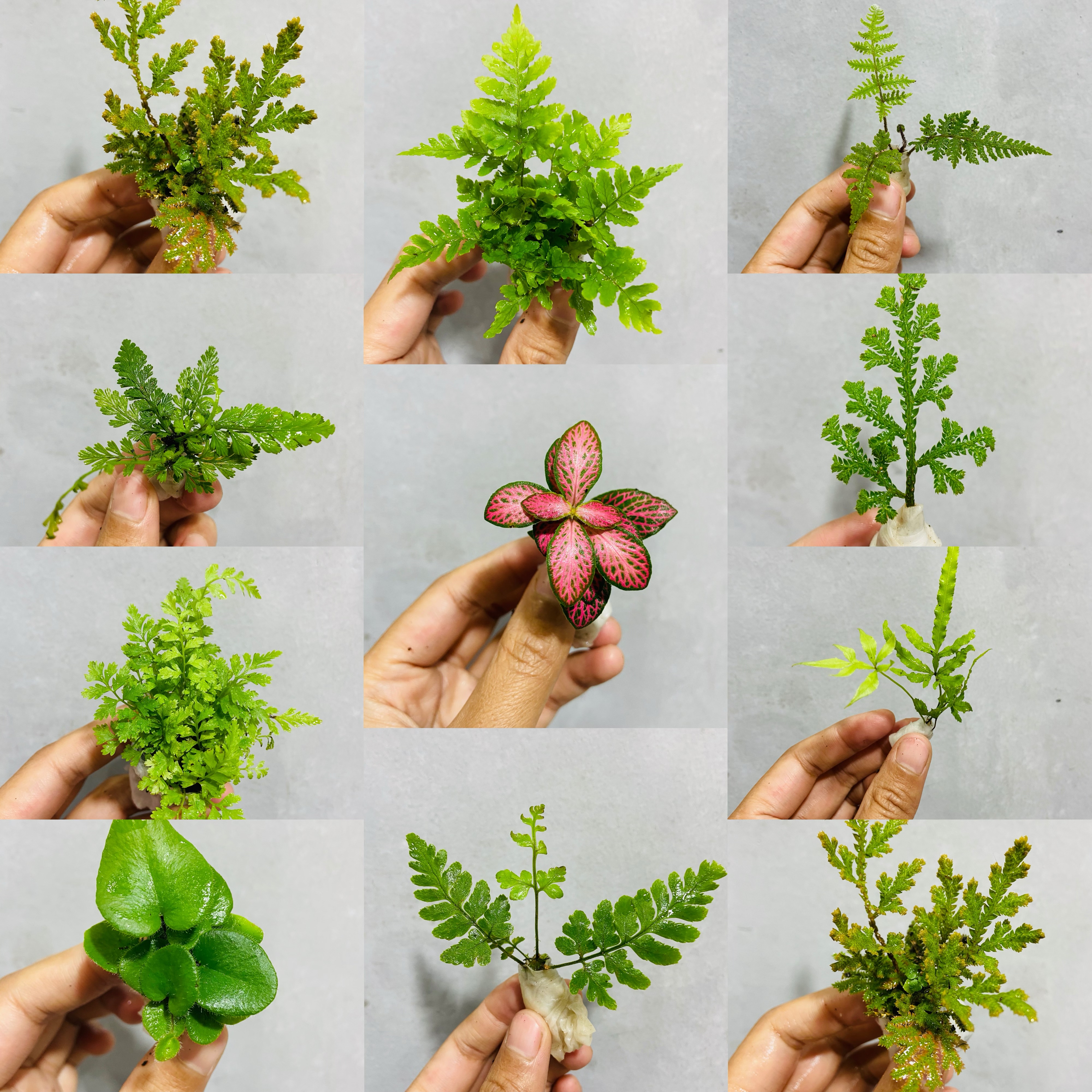 拇指盆栽超级迷你蕨类苔藓微景观创意小植物桌面盆景可爱鲜活绿植