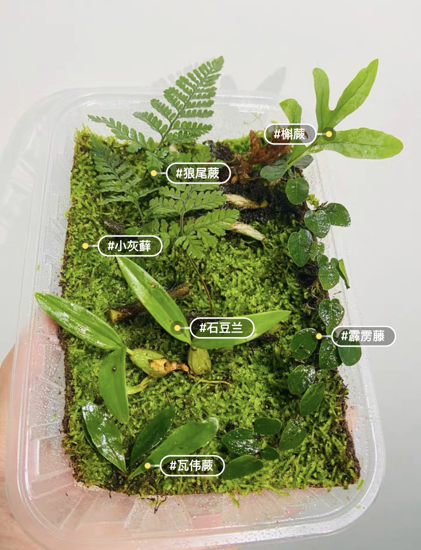 附生型吸水石假山瓦伟蕨蕨类植物