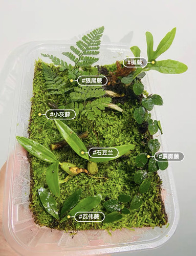 附生型吸水石假山瓦伟蕨蕨类植物