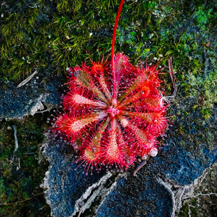 勺叶茅膏菜小虫草堂食虫植物盆栽食人花捕蚊草捕蝇草种子室内耐阴