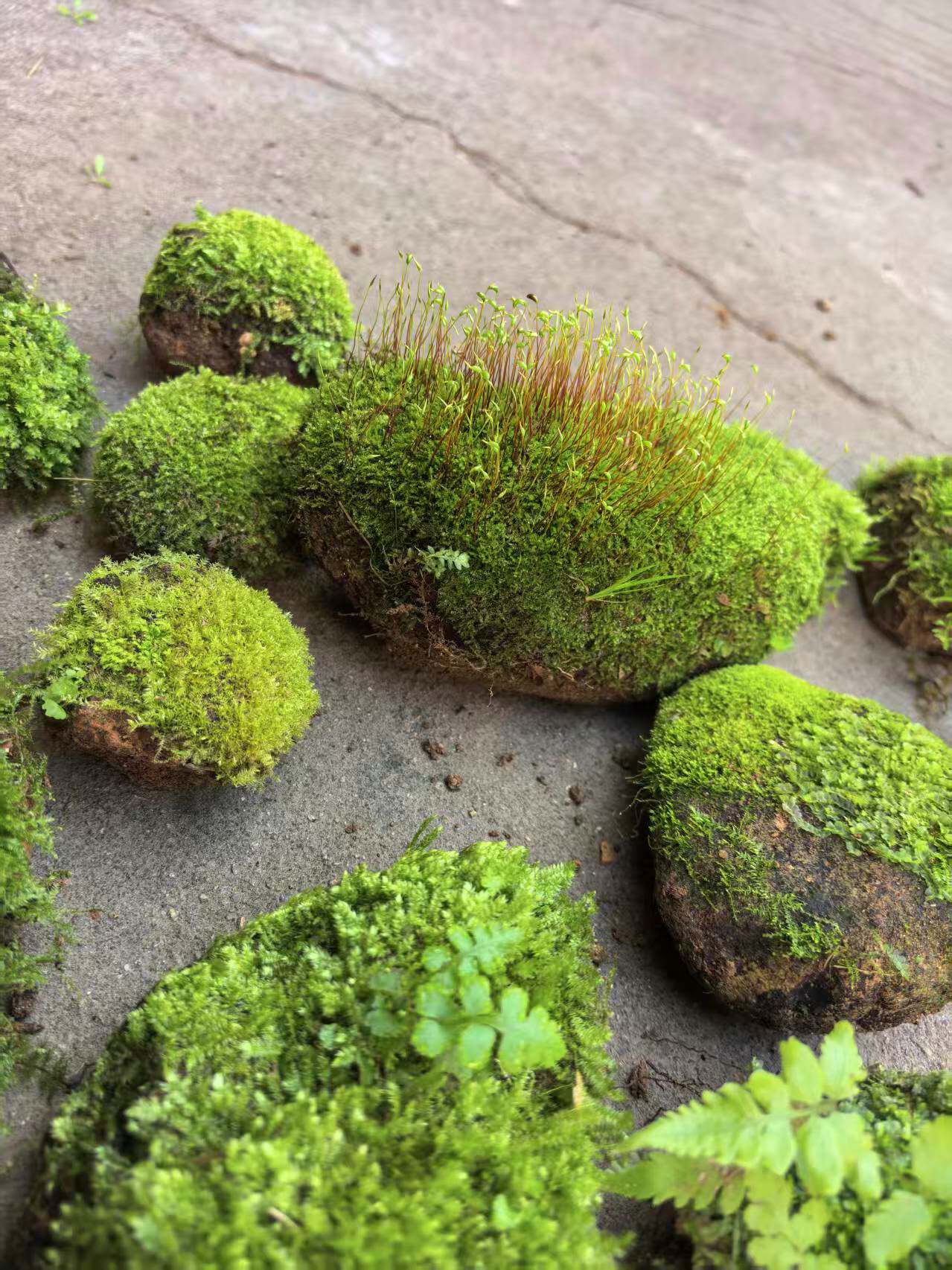 鲜活苔藓石头微景观生态瓶白假山盆栽创意diy材料水陆缸雨淋缸
