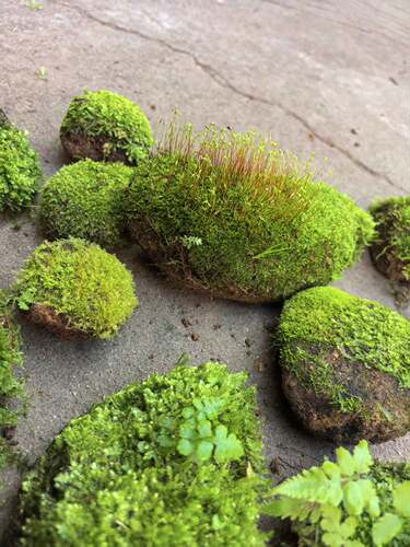 鲜活苔藓石头微景观生态瓶白假山盆栽创意diy材料水陆缸雨淋缸