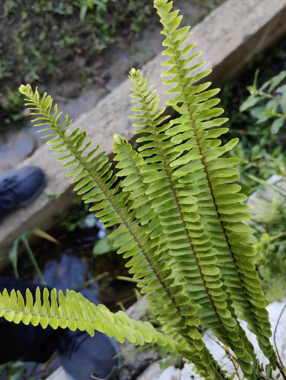 带孢子葫芦藓肾蕨鳞毛蕨芒箕铁线蕨教学专用原生态植物上课学习