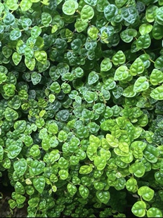 霹荔藤雨林缸生态瓶造景植物爬藤闷养青叶霹荔小叶迷你附生微景观