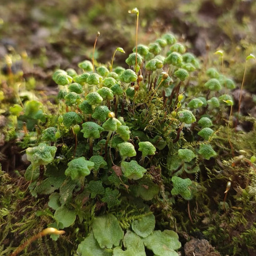 鲜活苔藓地钱孢子教学微景观生态瓶盆栽迷你植物diy材料水陆缸