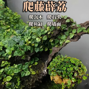 霹荔藤雨林缸生态瓶造景植物爬藤闷养青叶霹荔小叶迷你附生微景观