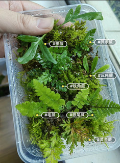 原生态微景观造景迷你蕨类植物生态瓶耐湿雨林缸苔藓小蕨绿植室内
