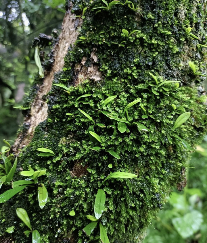原生态蕨类植物雨林缸生态瓶造景