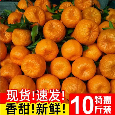 新鲜赤水河脐橙椪柑纯甜多汁