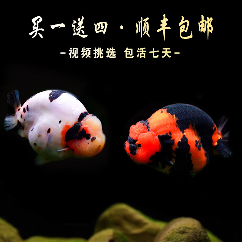 潘氏兰寿金鱼好养养不活包退款