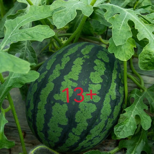【顺丰快递】甘肃产区正宗甘美4K西瓜新鲜采摘新鲜发货脆新鲜西瓜