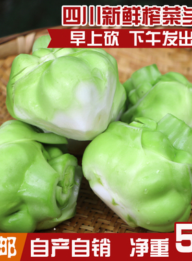 正宗四川特产 榨菜头农家新鲜青菜头菱角菜芥菜 羊角菜 5斤装包邮