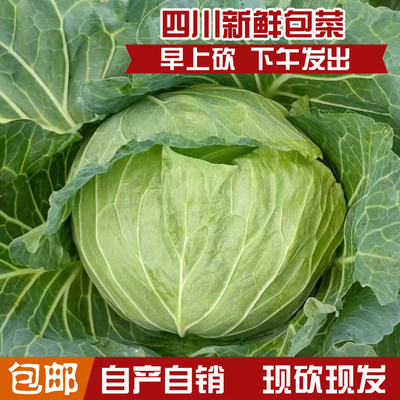 四川新鲜包菜高山农家种植莲花白包心菜应季时令蔬菜现摘现发